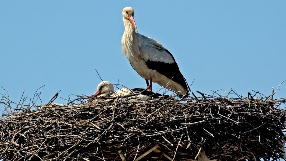 ������ ���������, � ����� ���� � ��������: ����������� ����������� ����� ������