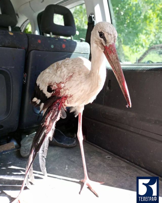 ������ ����� ������ ����������� � ����������� �������