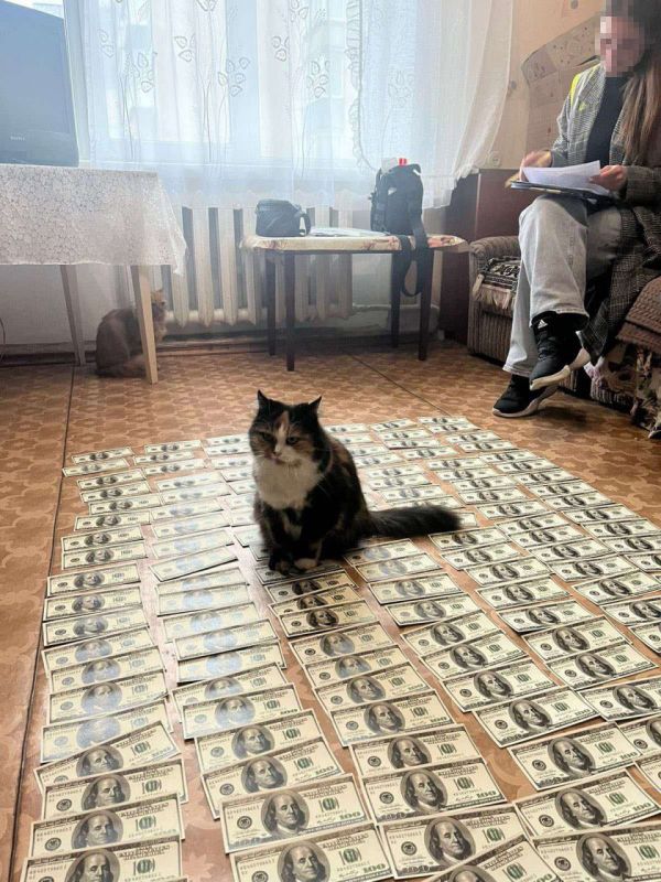 Милота дня: котик сидит на деньгах, которые жительница Хмельницкой области получила за продажу липовой инвалидности хлопцу